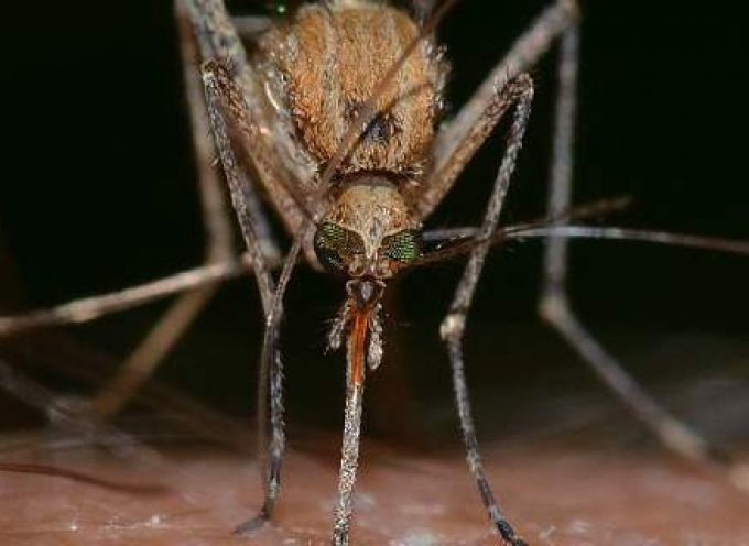 Ελληνες κάνουν στείρωση στα επικίνδυνα για την υγεία ασιατικά κουνούπια «τίγρης»