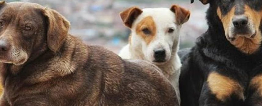 Δήμος Τρίπολης: ΟΧΙ στις φόλες για την εξόντωση των αδέσποτων ζώων