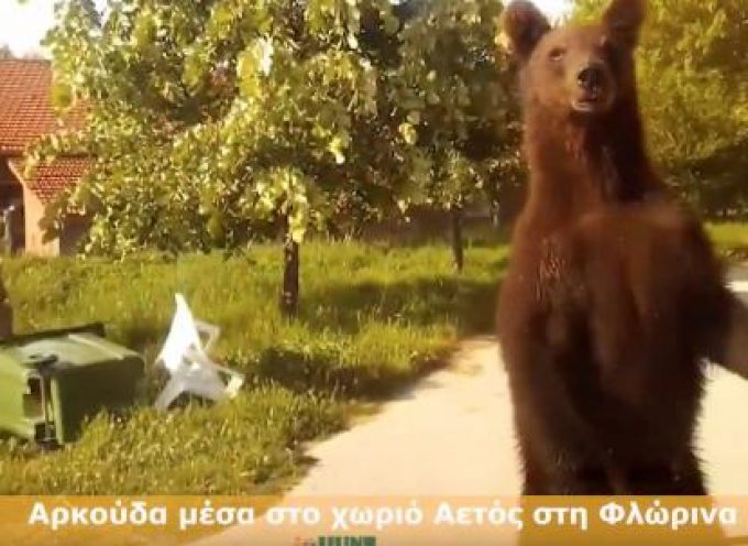 Αρκούδα πρόσωπο με πρόσωπο με οδηγό στο χωριό Αετός στη Φλώρινα! (video)