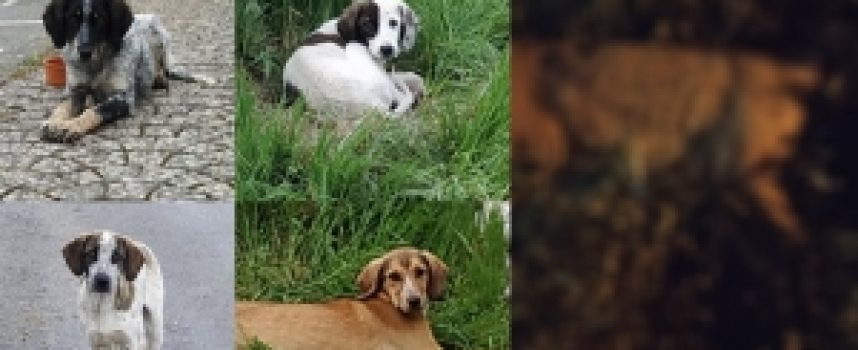 Σκότωσαν με φόλες αδέσποτα σκυλάκια σε Δ.Ε. του Δήμου Τρίπολης (ΠΡΟΣΟΧΗ ΣΚΛΗΡΕΣ ΕΙΚΟΝΕΣ)
