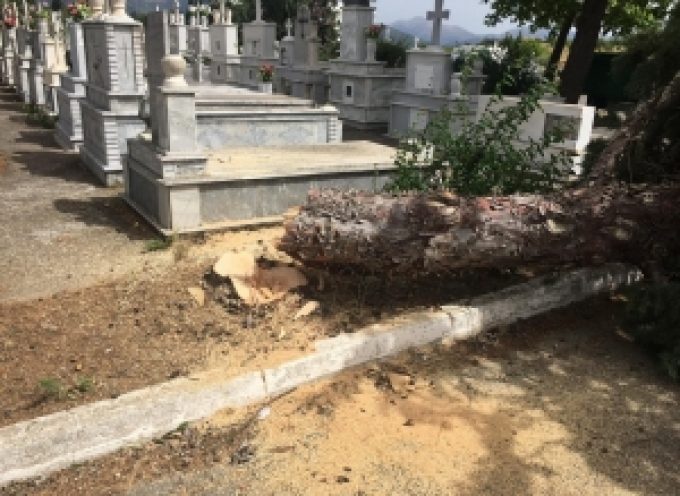 Συνεχίζετε η απομάκρυνση μεγάλων δέντρων στο Κοιμητήριο της Αγίας Τριάδας (video – pics)