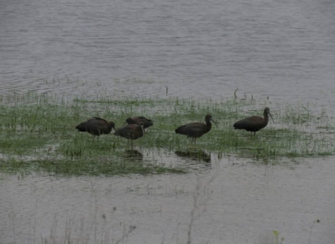 Αποδημητικά πτηνά στην Λίμνη Τάκα (pics)
