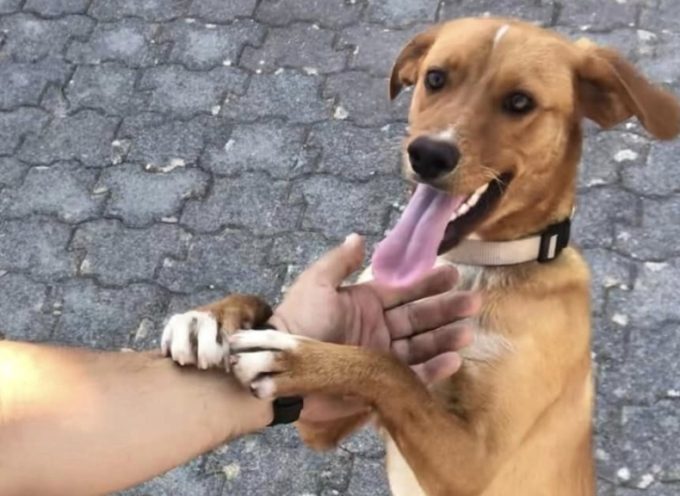 Χάθηκε σκυλάκι στην Τρίπολη