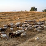 Αυτοκτόνησε 52χρονος κτηνοτρόφος μετά τη θανάτωση του κοπαδιού του – «Του έσφαξαν 1.000 πρόβατα την περασμένη βδομάδα»